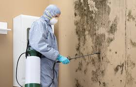 Best Black Mold Removal  in Ocean Springs, MS